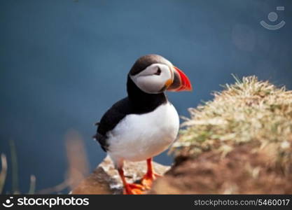 puffin