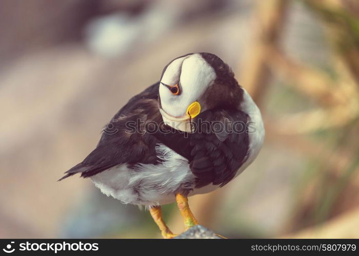 Puffin