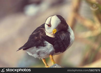 Puffin