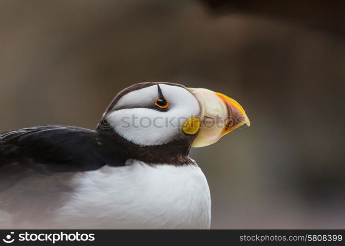 Puffin