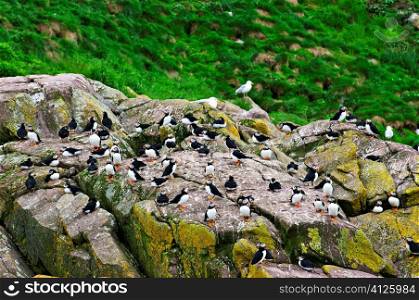 Puffin birds on rocky island in Newfoundland, Canada