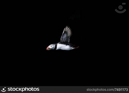puffin in flight