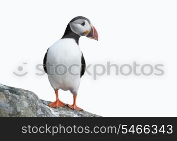 Puffin on rock against sky