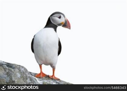 Puffin on rock against sky