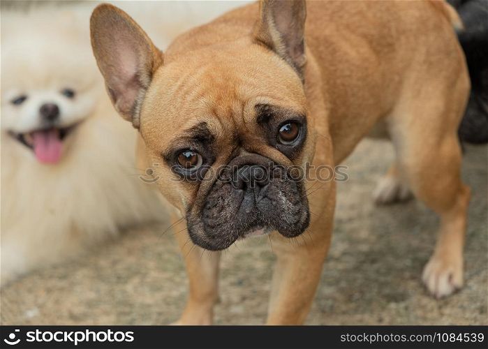 Pug breed dog beautiful brown color