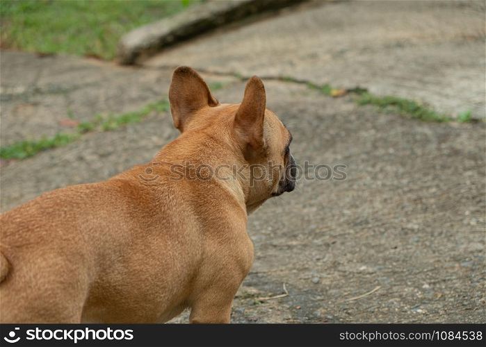 Pug breed dog beautiful brown hair
