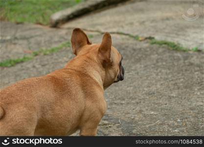 Pug breed dog beautiful brown hair