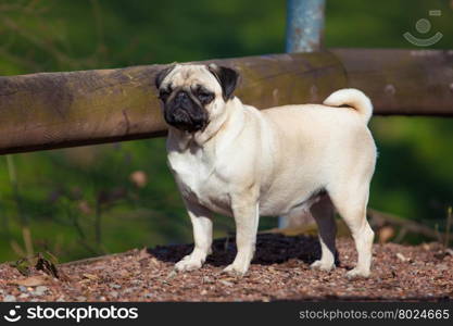 Pug dog