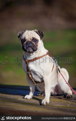 Pug dog. dog portrait