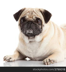 pug dog isolated on a white background