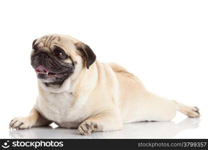 pug dog isolated on a white background