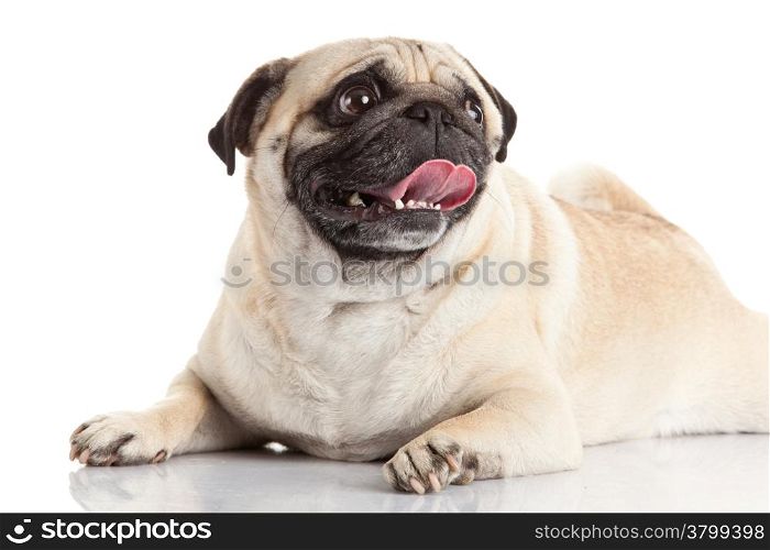 pug dog isolated on a white background