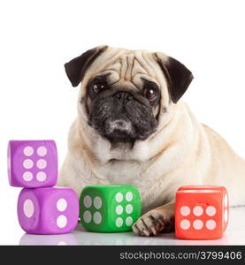 pug dog isolated on a white background