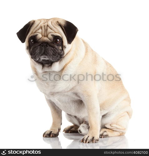 pug dog isolated on a white background