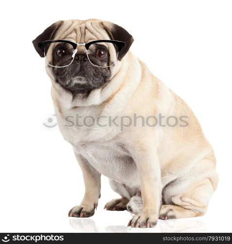 pug dog isolated on a white background