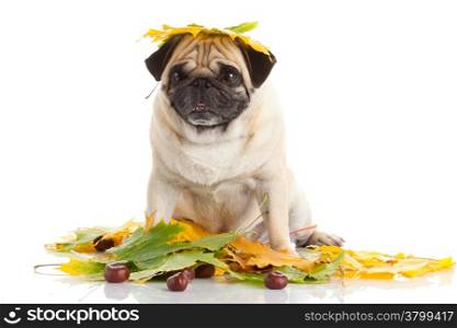 Pug Dog isolated on white background with autumn leaves