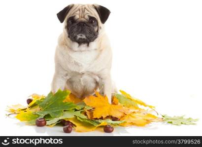 Pug Dog isolated on white background with autumn leaves