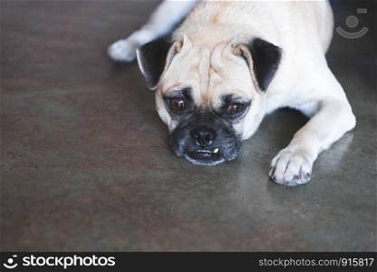 Pug dog looking outside on floor and waiting for owner coming home after working background at home. Lovely pet and cute dog. Best friend of human concept. Overbite and big eyes funny face dog animal.