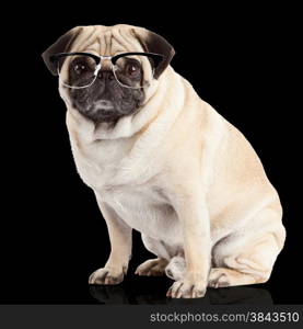 pug dog on a black background