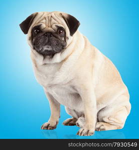 pug dog on a blue background