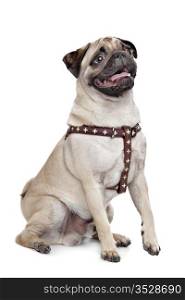 Pug dog. Pug dog in front of a white background