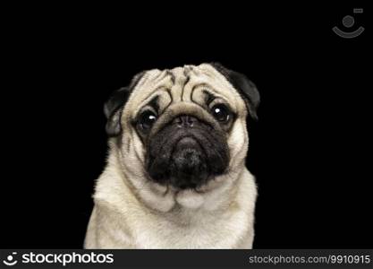 Pug dog running on green grass with happiness and having fun,Healthy dog running in park,Dog Activities Concept