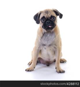 Pug dog Sitting in front of white background, front view, high key, square image