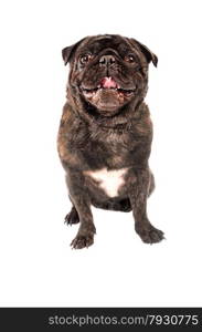 Pug dog sitting on a white background