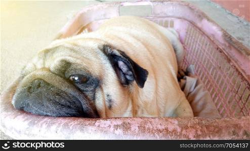 Pug dog sleep in a basket.soft filter effect,soft focus,low light