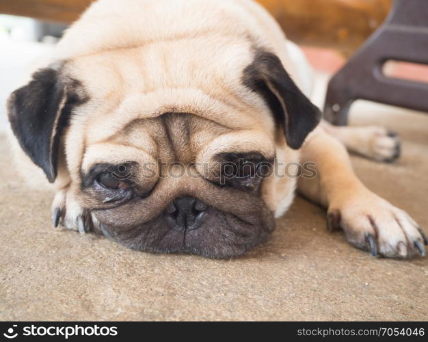 Pug dog sleep on the floor