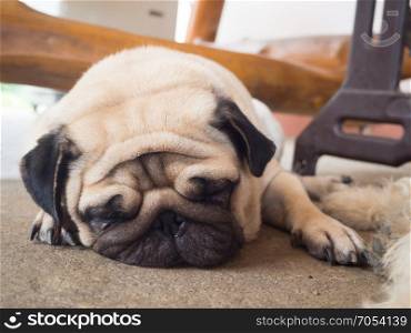 Pug dog sleep on the floor