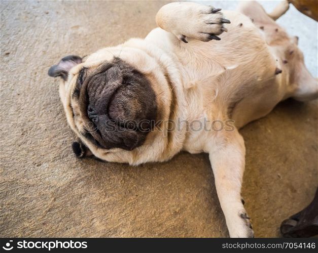 Pug dog sleep on the floor