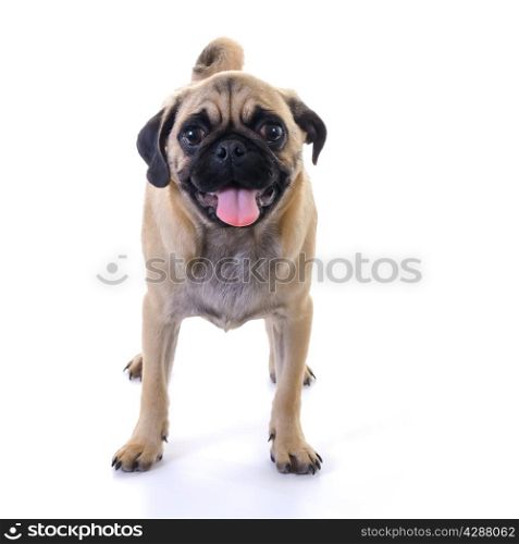 Pug dog Standing in front of white background, front view, high key, square image