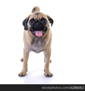 Pug dog Standing in front of white background, front view, high key, square image