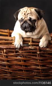 Pug, dog studio photo, on a black background. pug in a basket