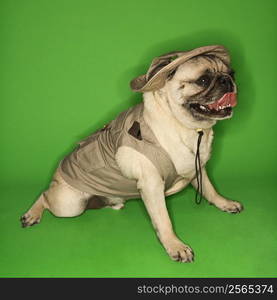 Pug dog wearing safari outfit.