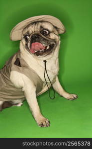 Pug dog wearing safari outfit.