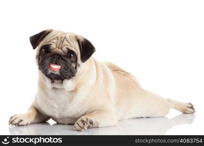 pug dog with a huge smile isolated on a white background. dog with dentures