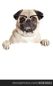 Pug Dog with blank billboard. Dog above banner or sign. Pug dog with glasses over white background