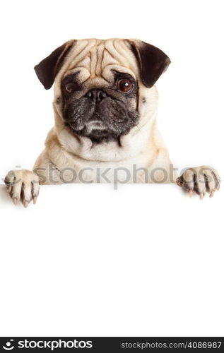 Pug Dog with blank billboard. Dog above banner or sign. Pug dog portrait over white background