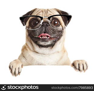 Pug Dog with blank billboard. Dog above banner or sign. Pug dog portrait over white background