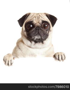 Pug Dog with blank billboard. Dog above banner or sign. Pug dog portrait over white background