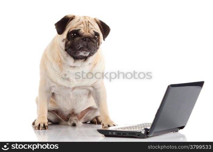 Pug Dog with laptop.