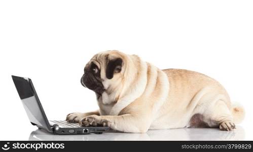 Pug Dog with laptop.