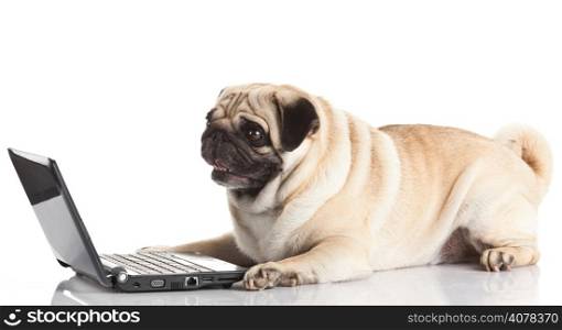 Pug Dog with laptop.