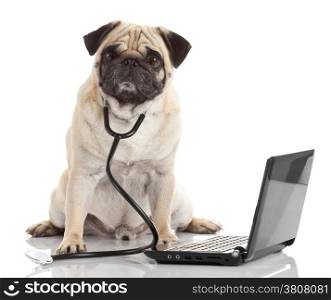 Pug dog with stethoscope and laptop.