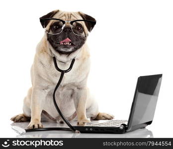 Pug dog with stethoscope and laptop. Dog with glasses