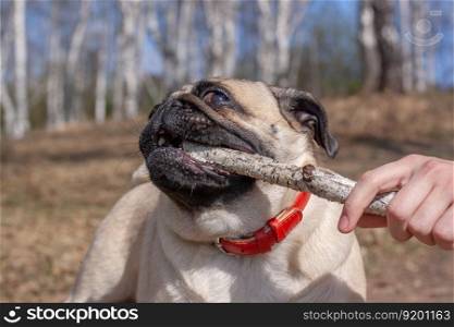 Pug drags a stick from a human hand on a background of blurred forest. Red leather collar. Copy space. Horizontal.