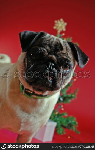 Pug in front of a Christmas tree on red