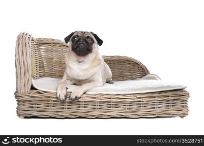 Pug on a luxury bed. Pug on a luxury bed in front of a white background